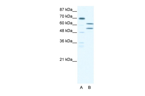 ZNF297B antibody