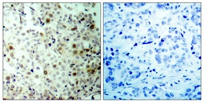CDC2 (Phospho-Thr161) antibody