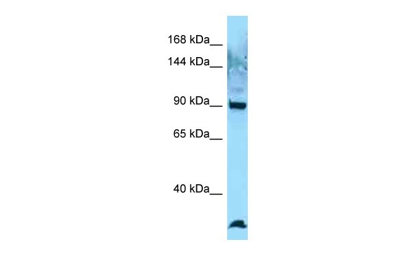 EZR-ROS1 Antibody - C-terminal region