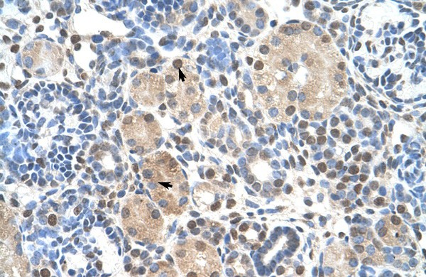 ZNF274 antibody - N-terminal region