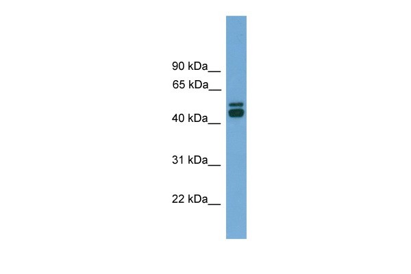 CALR antibody - middle region