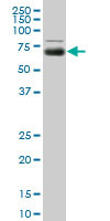 MGAT4A Antibody (monoclonal) (M01)