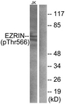 Ezrin (Phospho-Thr566) antibody