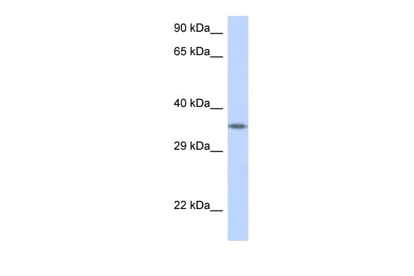 CRK antibody