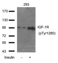 IGF 1R (phospho Tyr1280) Antibody