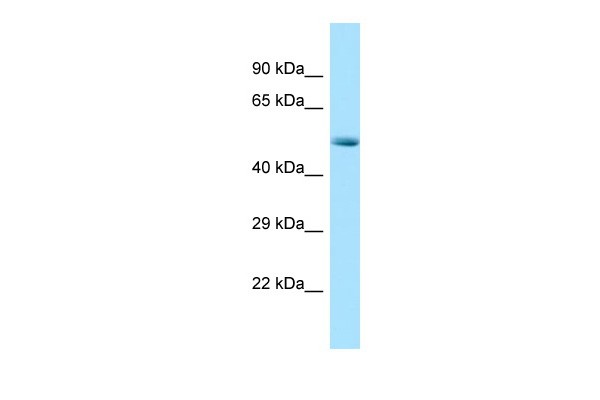 RGD1560888 Antibody