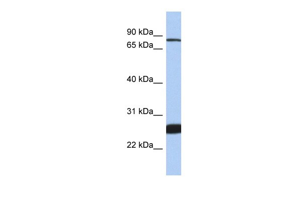 NFE2L1 antibody - C-terminal region