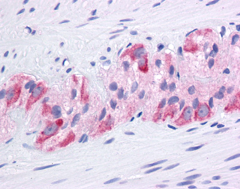 HSP90AA1 antibody