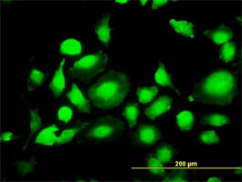 MAPK1 Antibody (monoclonal) (M01)