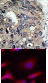 Src (phospho Tyr529) Antibody