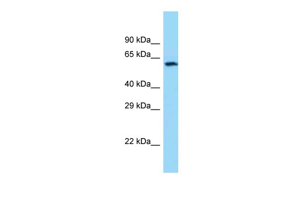 CHAT antibody