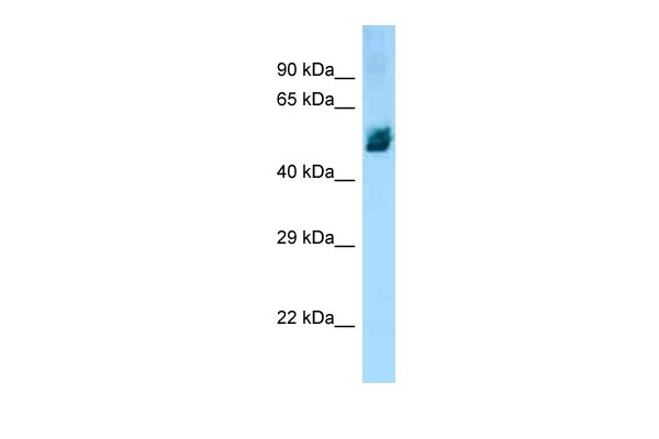 Ng35 antibody - middle region
