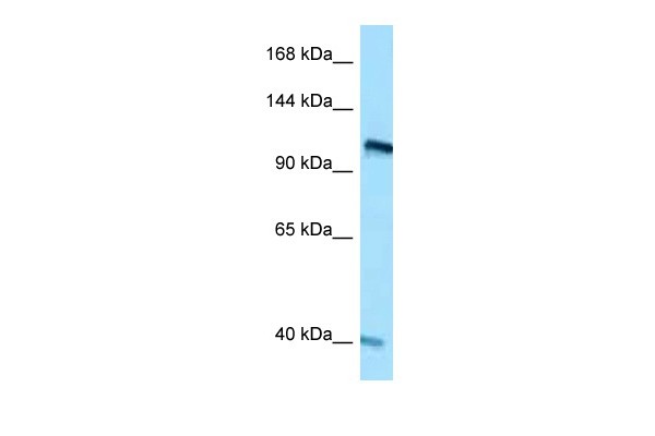 RET antibody
