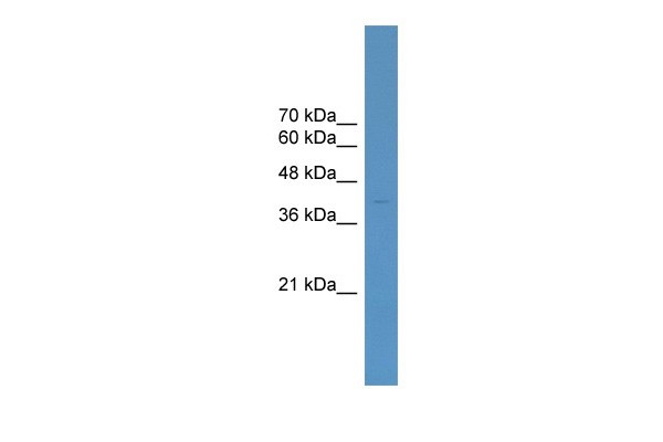 ELK4 antibody