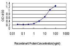 MPZ Antibody (monoclonal) (M05)