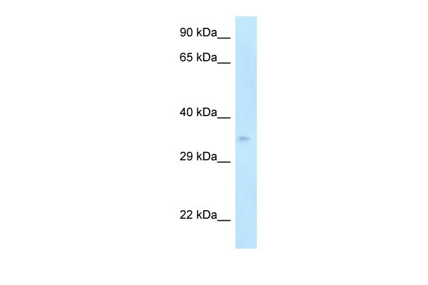 Cdk5r1 antibody