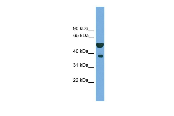 APEX1 antibody - N-terminal region