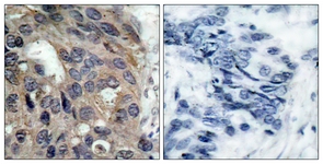 Src (Phospho-Tyr529) antibody