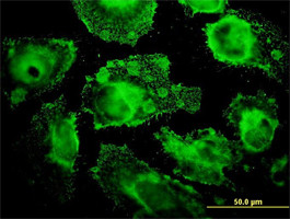 MRPL12 Antibody (monoclonal) (M01)