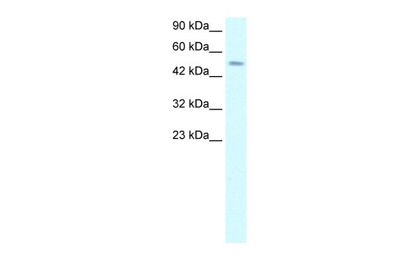 TFAP2D antibody