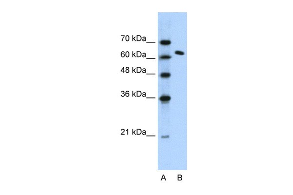 SUPT16H antibody