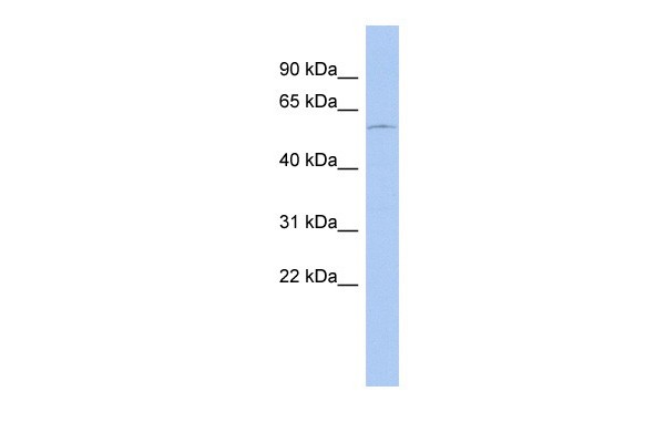 DMRT2 antibody - N-terminal region