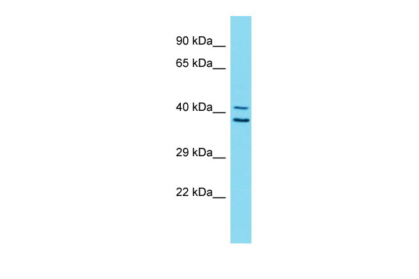 ZNF414 Antibody