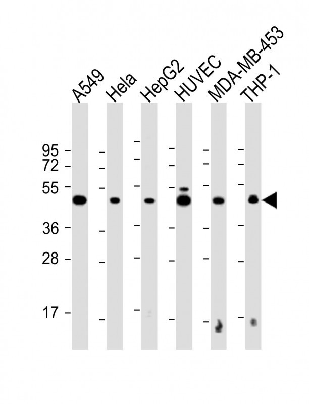VASP Antibody
