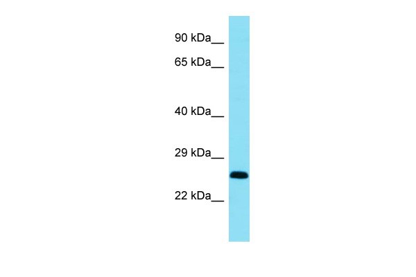 Bcl11a Antibody - C-terminal region