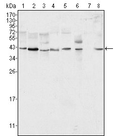 MAPK1 Antibody