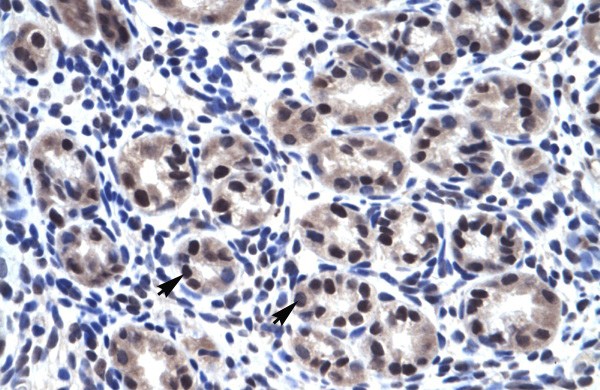 SP7 antibody - C-terminal region