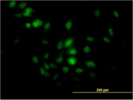 MAP2K7 Antibody (monoclonal) (M03)