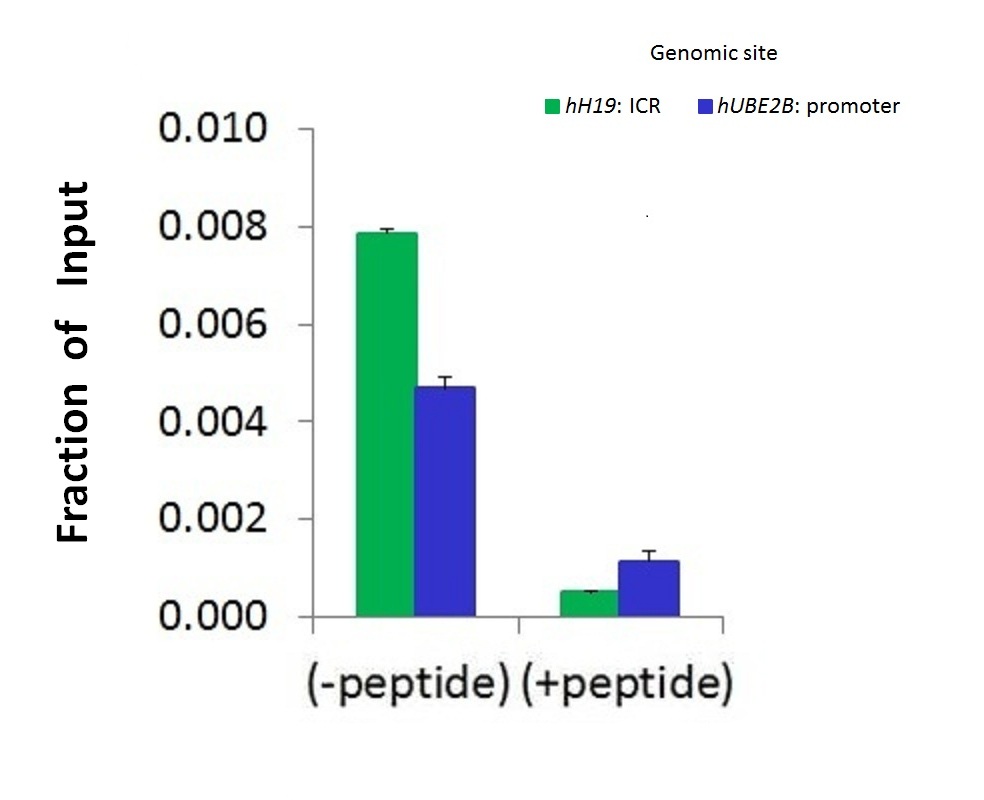 SMARCA5 antibody