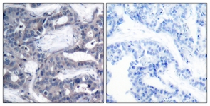 MEK2 (Phospho-Thr394) antibody