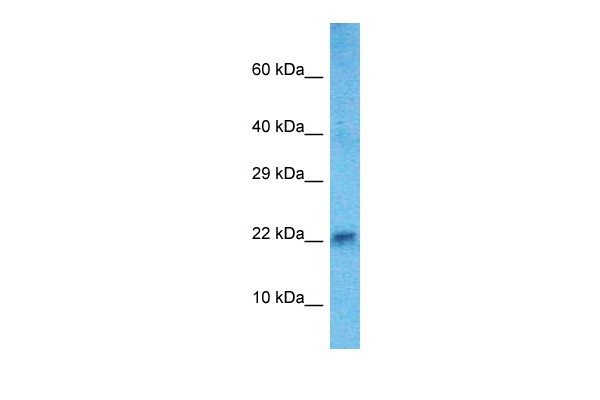 Hand2 antibody