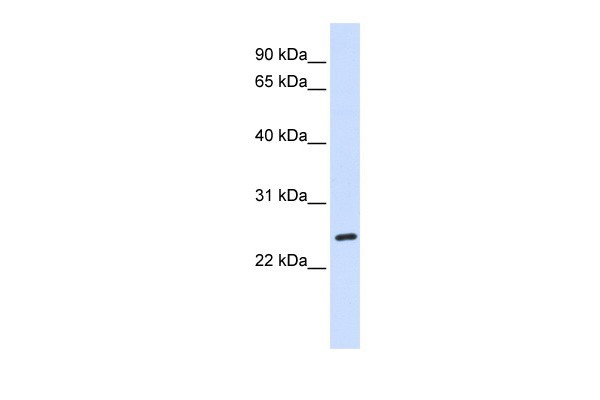 BAD antibody