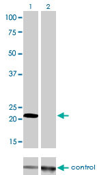 MYL1 Antibody (monoclonal) (M01)