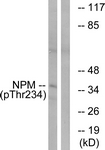 NPM (Phospho-Thr234) antibody