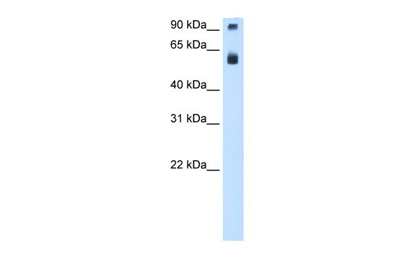 TAF15 antibody - N-terminal region