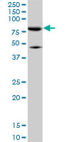 MFN2 Antibody (monoclonal) (M01)