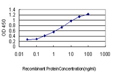MAF Antibody (monoclonal) (M01)