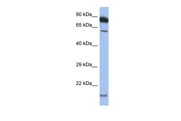 TNFRSF antibody