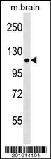 NLRP12 Antibody