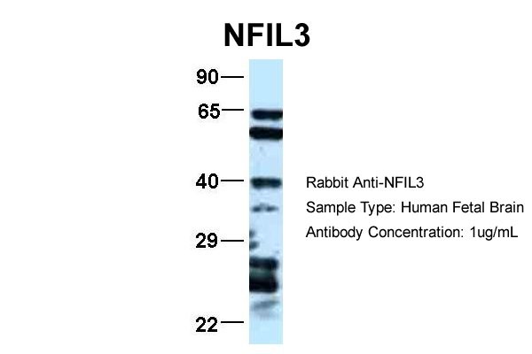 NFIL3 antibody - middle region