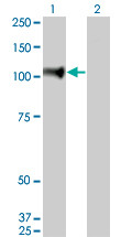 NELL1 Antibody (monoclonal) (M01)