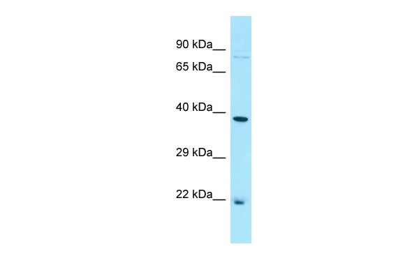Bcl2l2 Antibody