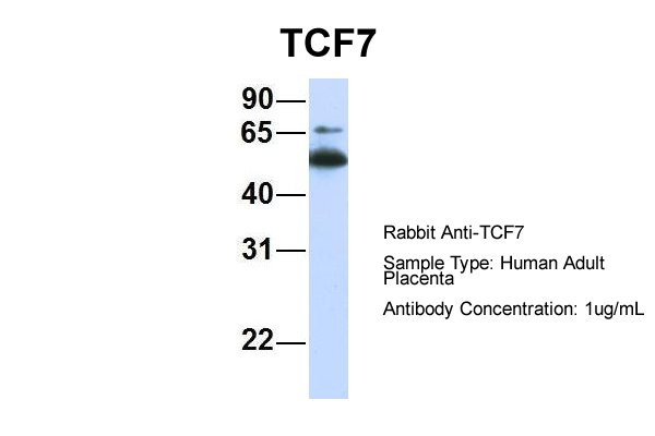TCF7 antibody