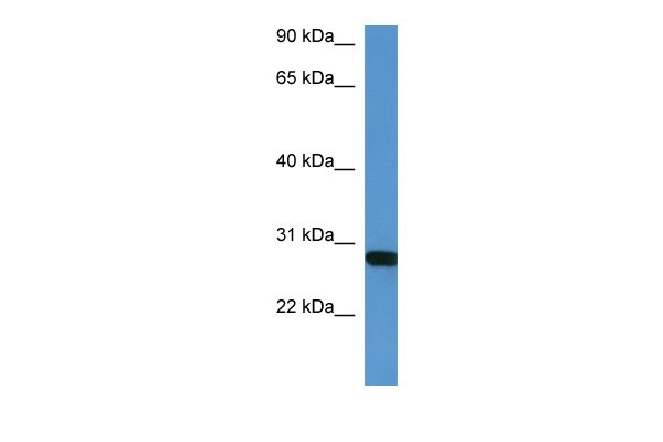 Hoxb1 antibody