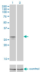 NDUFS3 Antibody (monoclonal) (M02)