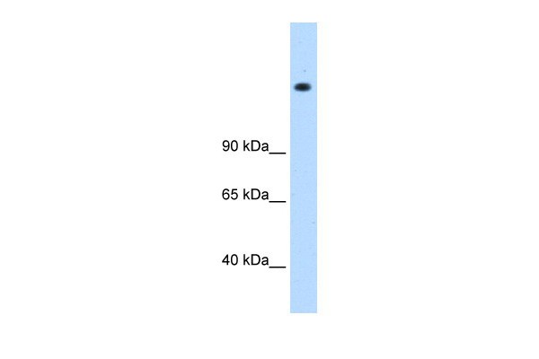 MED16 antibody